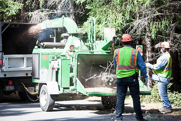 Reliable Burton, SC Tree Care Solutions